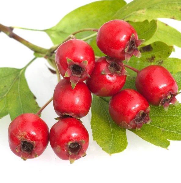 Weissdornbeeren Weissdorn Crataegus Laevigata — Stockfoto