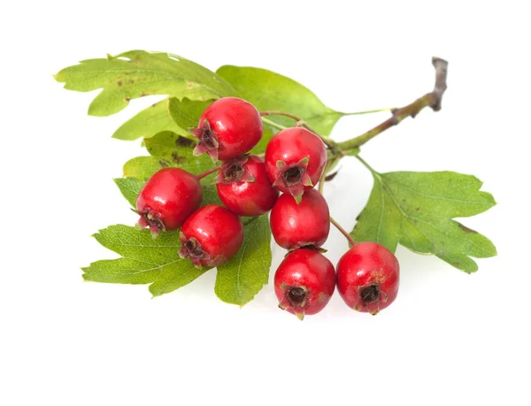 Beri Merah Dari Hawthorn Latar Belakang Putih — Stok Foto