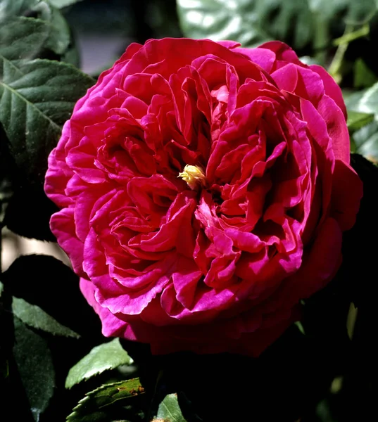 Vackra Rosor Trädgården — Stockfoto
