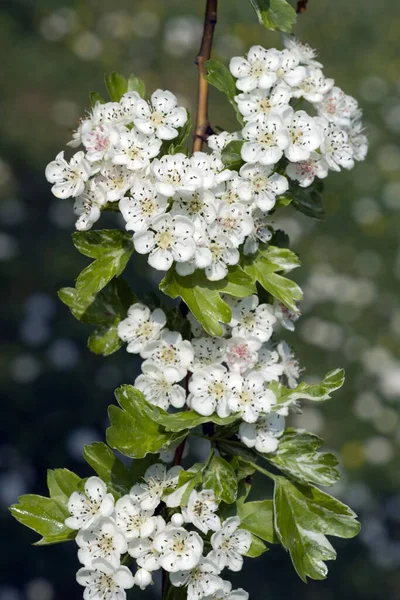 Weissdorn Crataegus Laevigata Variegata — Fotografia de Stock