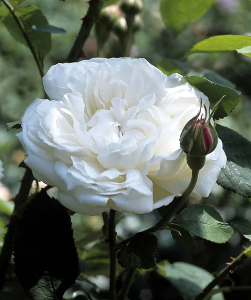 Krásné Bílé Růže Zahradě — Stock fotografie