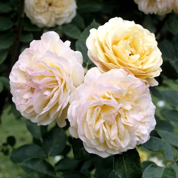 Englische Rose Yellow Charles — Stock fotografie