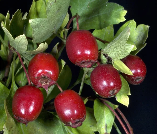 Mele Rosse Sfondo Nero — Foto Stock