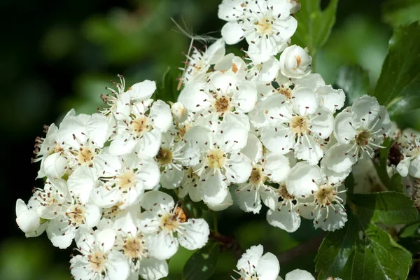 Белые Цветы Дерева Саду — стоковое фото