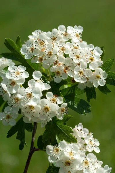 White Flowers Apple Tree Spring — Stock Photo, Image