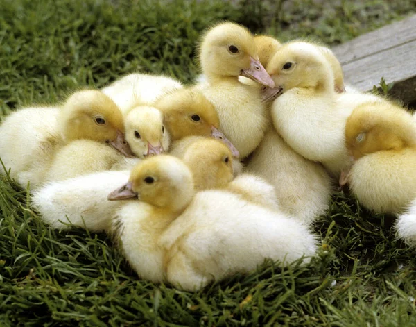 Muda Lucu Bayi Ayam Pertanian — Stok Foto