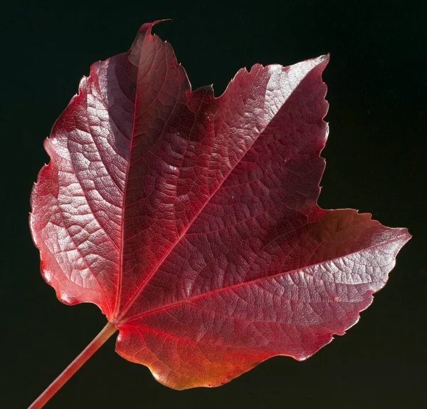 Folhas Outono Vermelho Preto Fundo Escuro — Fotografia de Stock