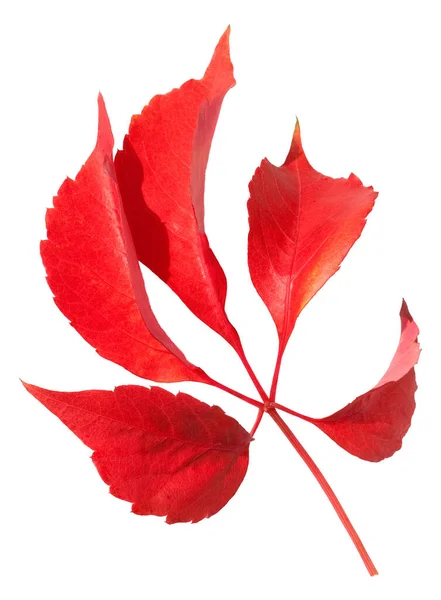 Wilder Wein Parthenocissus Herbstfaerbung — 스톡 사진