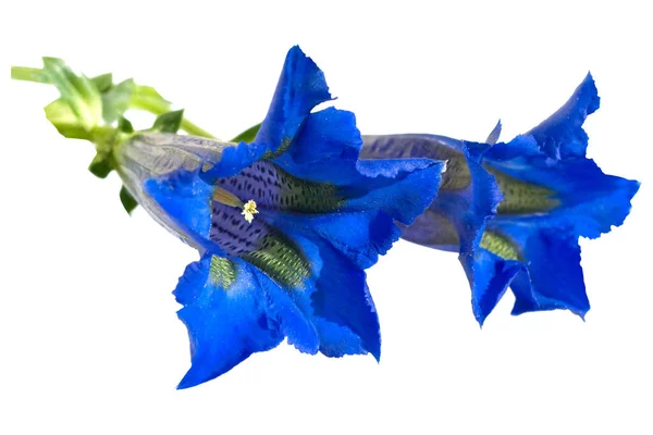 Enzian Gentiana Acaulis Stengelloser — Stok fotoğraf