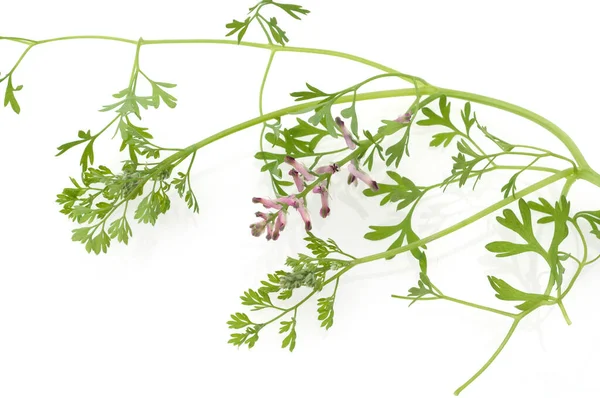 Erascar Fumaria Officinalis Heilpflanze — Foto Stock