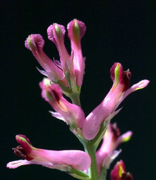 Erdrauch Fumaria Officinalis Heilpflanzen — Zdjęcie stockowe