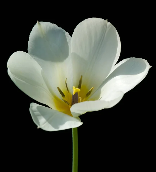 Hermosa Flor Blanca Sobre Fondo Negro — Foto de Stock