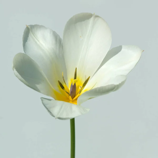 Krásný Bílý Květ Světlém Pozadí — Stock fotografie