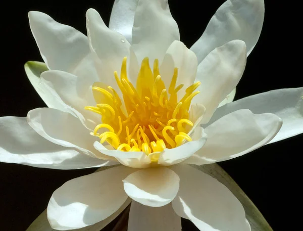 Weisse Seerose Nymphaea Alba — Photo