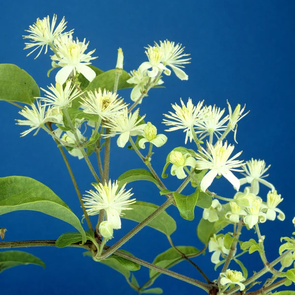 Weisse Waldrebe Clematis Vitalba — Stockfoto