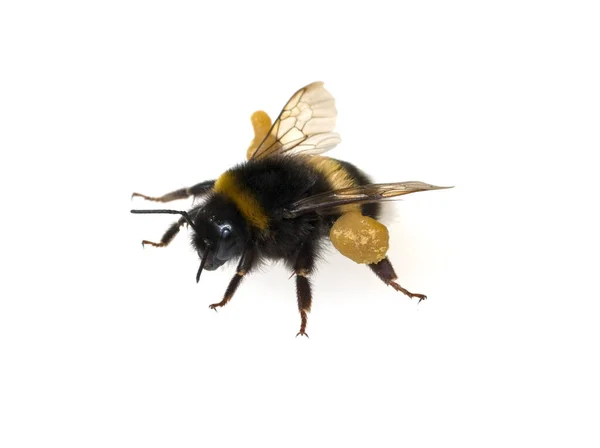 Erdhummel Bombus Terrestris Hummeln — Stock Fotó