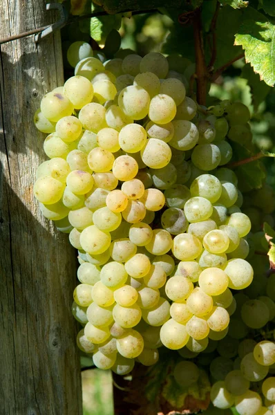 Uvas Blancas Viñedo —  Fotos de Stock