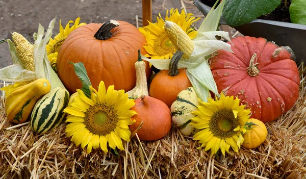 Autumn Harvest Pumpkins Pumpkin Sunflowers Sunflower Squash Corn Yellow White — Stock Photo, Image