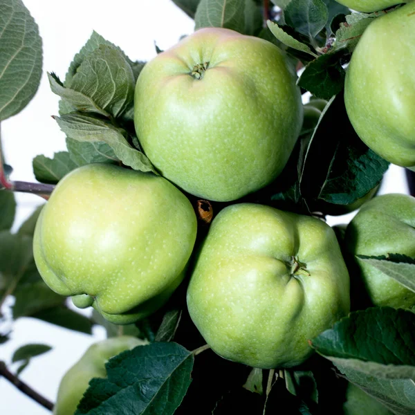 Weisser Winterkalvill Apfelsorte Apfel Kernobst Obst — 스톡 사진