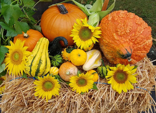 Automne Récolte Citrouilles Tournesols Feuilles Tournesol Fleurs Citrouille Courge — Photo