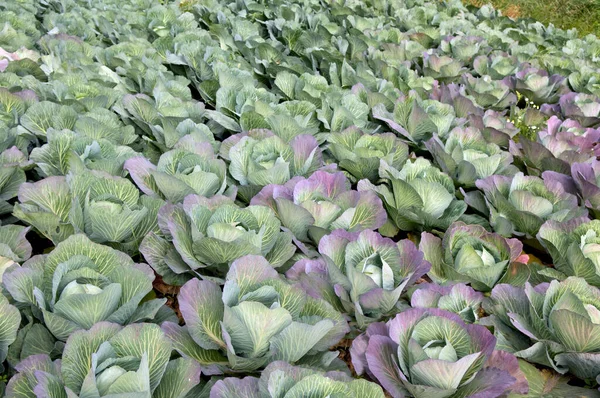 Kohl Auf Dem Markt — Stockfoto