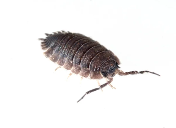 Close Cockroach White Background — Stock Photo, Image