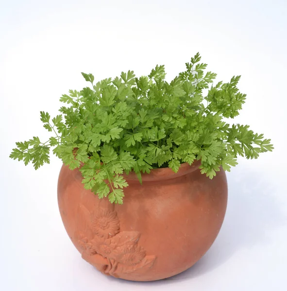 Kerbel Anthriscus Cerefolium Ist Eine Wichtige Heil Und Medizinalpflanze Das — Stock Photo, Image
