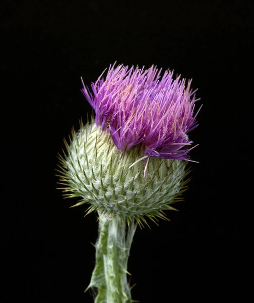Bir Devedikeni Çiçeğine Yaklaş — Stok fotoğraf