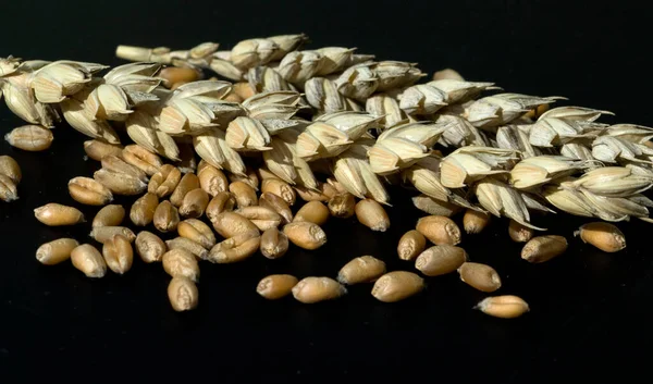 Weizenkoerner Weizen Triticum Aestivum — Stockfoto