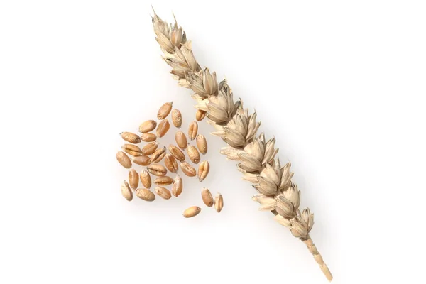 Weizenkoerner Weizen Triticum Aestivum — Stockfoto