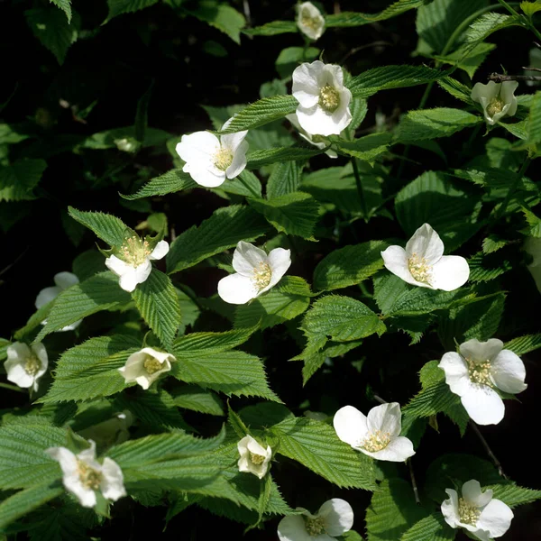 Krásný Botanický Záběr Přírodní Tapety — Stock fotografie