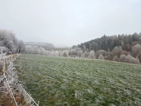 Hermoso Paisaje Con Árbol Bosque — Foto de Stock