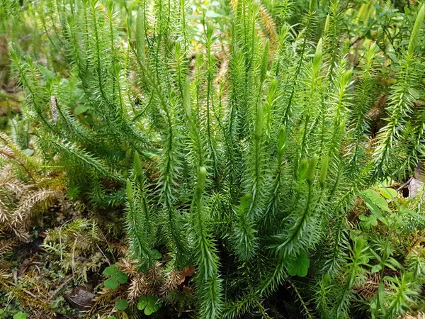 Keulen Baerlapp Lycopodium Clavatum Keulenbaerlapp Heilpflanze — Stock Photo, Image