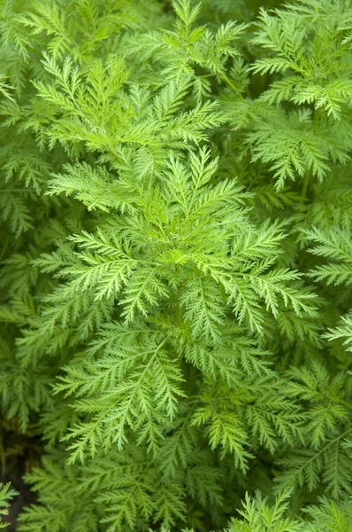 Suesser Beifuss Beifuss Kuechengewuerz Artemisia Annua Heilpflanzen — Stockfoto