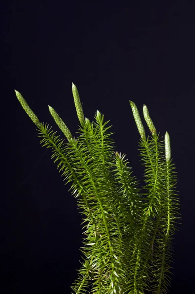 Keulen Baerlapp Lycopodium Clavatum Keulenbaerlapp Heilpflanze — Foto Stock
