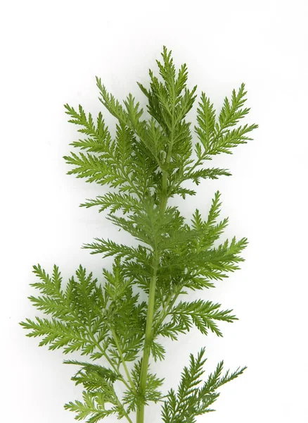 Grüne Blätter Eines Baumes Auf Weißem Hintergrund — Stockfoto