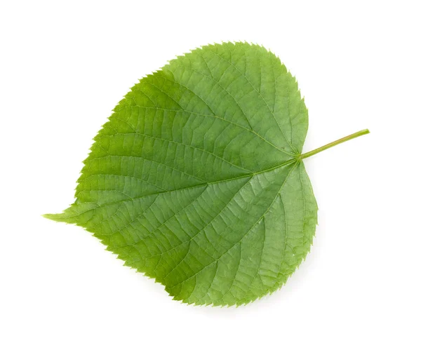 Winterlinde Lindenblatt Tilia Cordata — Fotografia de Stock