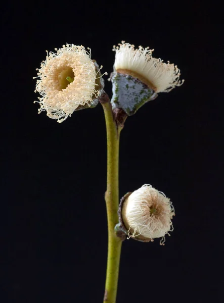 Bel Colpo Botanico Carta Parati Naturale — Foto Stock