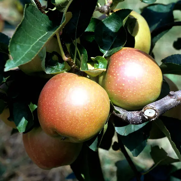 Manzanas Maduras Árbol — Foto de Stock