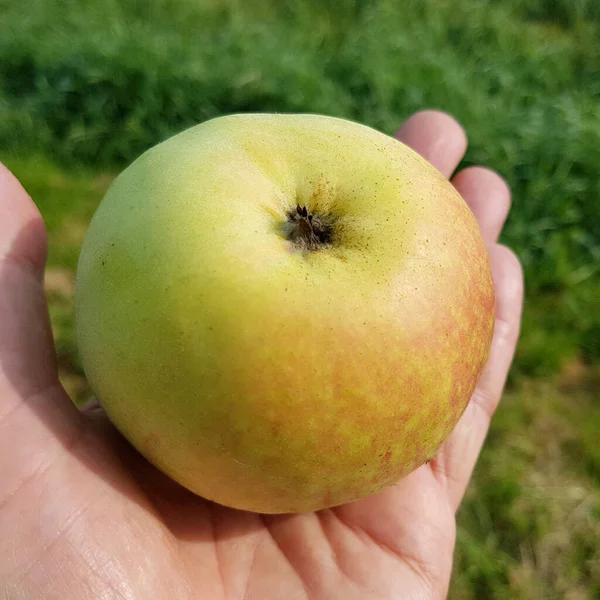 Nahaufnahme Einer Hand Die Einen Grünen Apfel Hält — Stockfoto