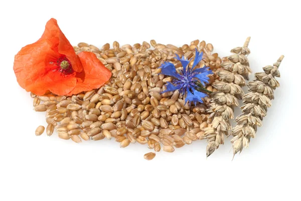 Weizenkoerner Weizen Triticum Aestivum — Stockfoto