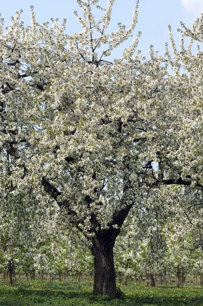 Vackra Vårblommor Trädgården — Stockfoto