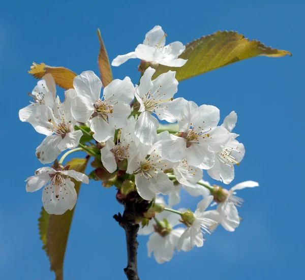 Weiße Blumen Eines Baumes Auf Blauem Himmel — Stockfoto