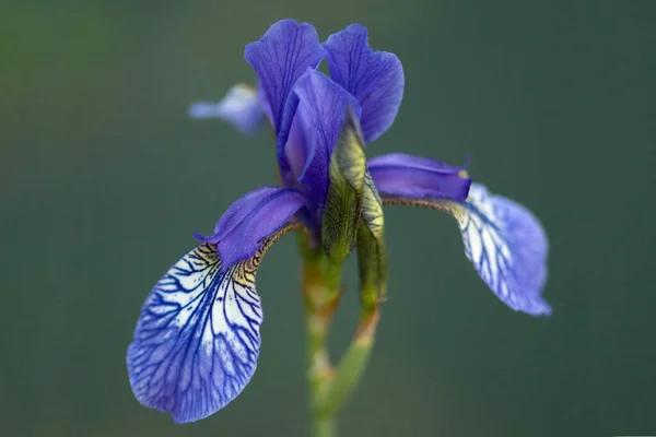 Mooie Blauwe Bloem Tuin — Stockfoto