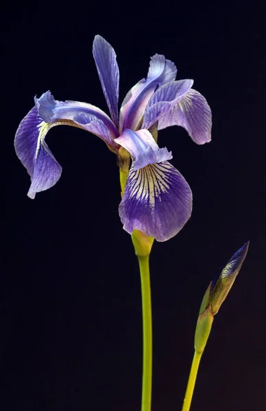 Sumpfiris Iris Versicolor Blaue Sumpf Schwertlilie — Stok fotoğraf