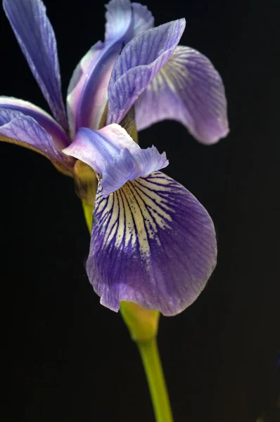 Sumpfiris Iris Versicolor Blaue Sumpf Schwertlilie — стокове фото