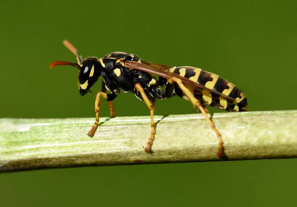 Nahaufnahme Von Wanzen Der Wilden Natur — Stockfoto