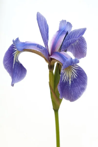 Sumpfiris Iris Versicolor Blaue Sumpf Schwertlilie — Foto Stock