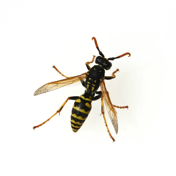 白色背景上的黄蜂 — 图库照片