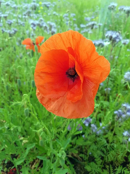 Beautiful Red Poppy Flower Garden — Stock Photo, Image